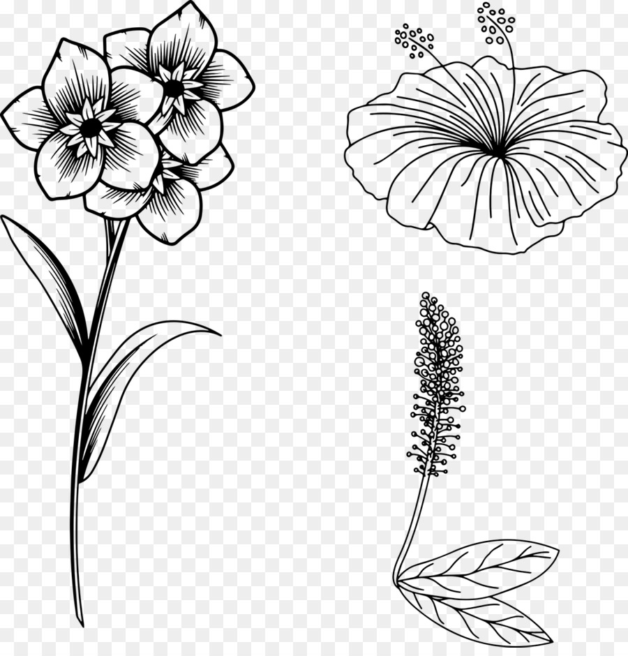 Bitki Kök，Kesme çiçekler PNG