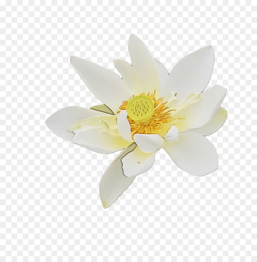 Beyaz Lotus Çiçeği，Lotus PNG