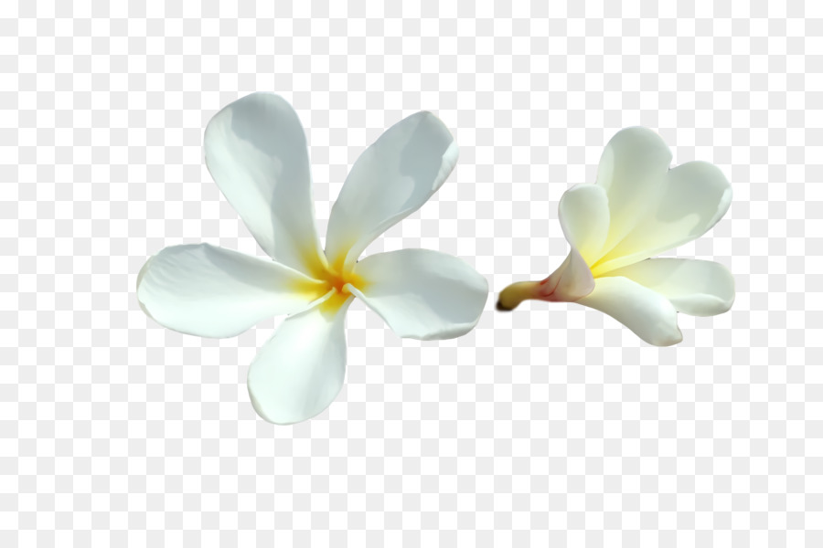 çiçek，Güve Orkide PNG