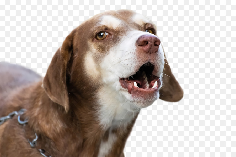 Köpek，Evcil Hayvan PNG