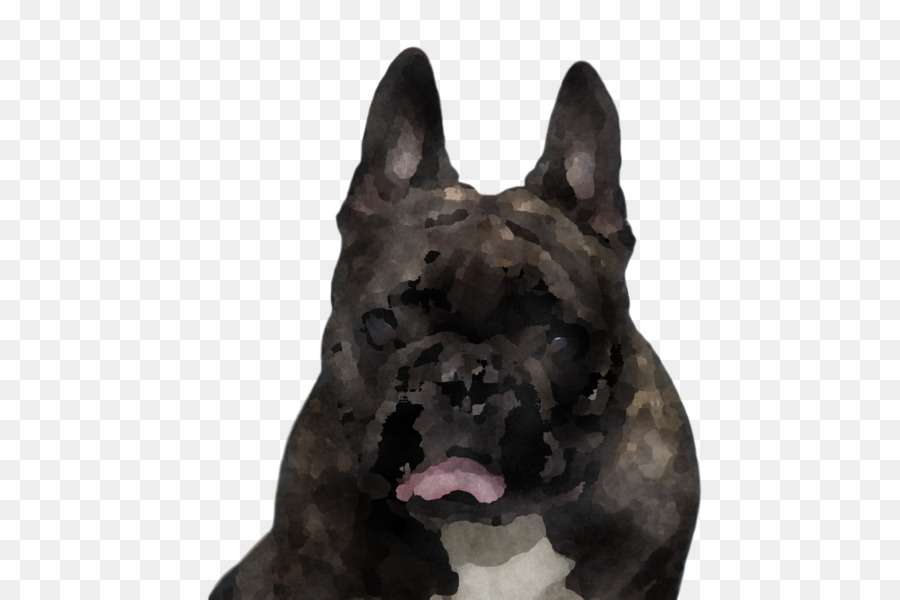 Köpek，Evcil Hayvan PNG