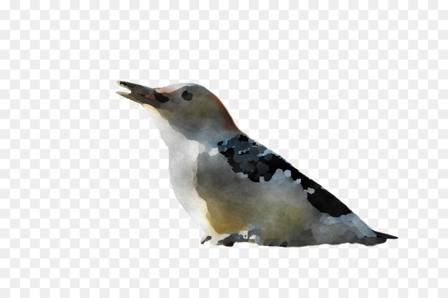 Penguenler，Kuşlar PNG