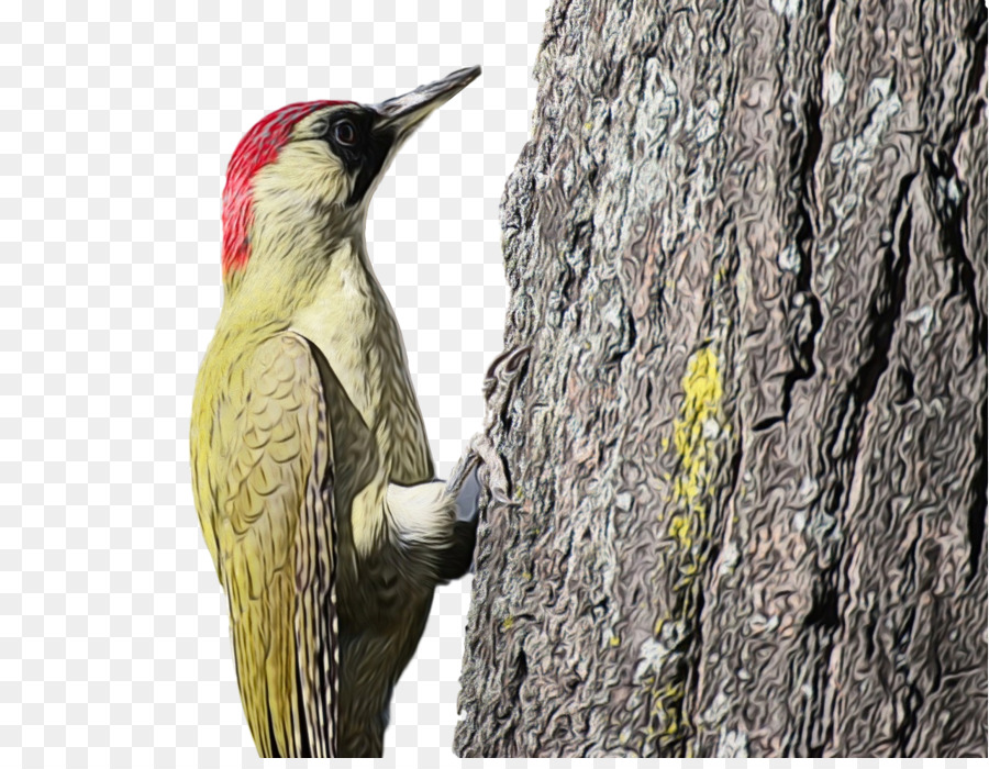 Ağaçkakan，Piciformes PNG