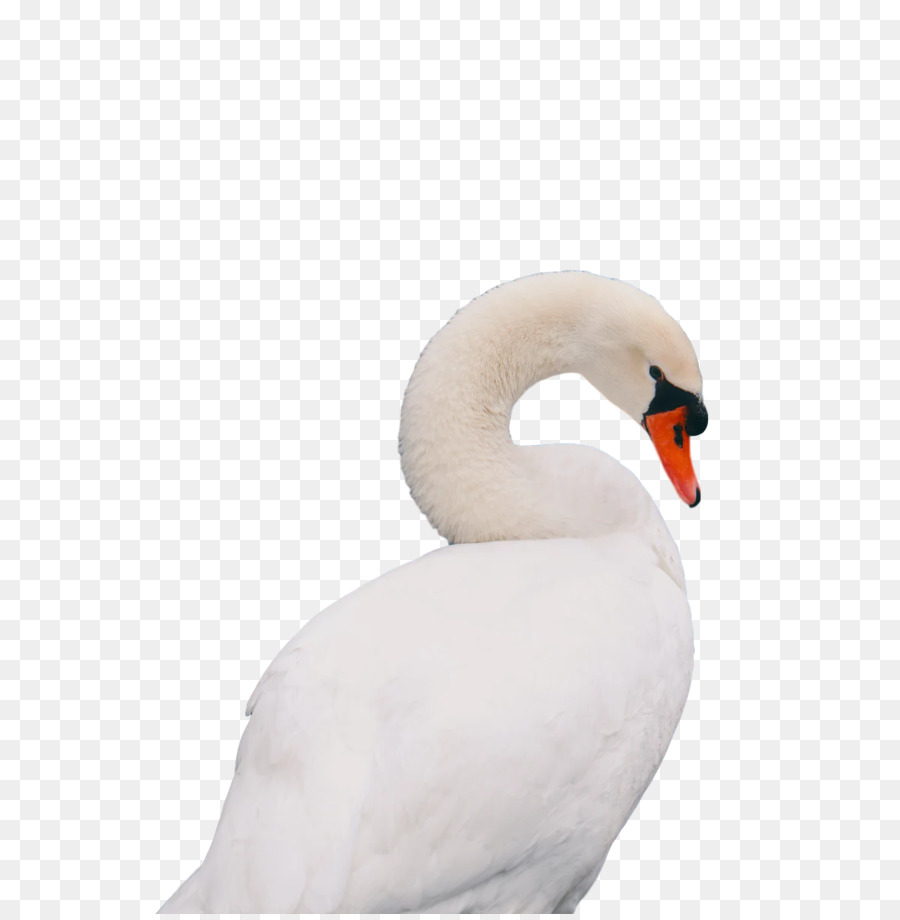 Kuğu，Su PNG