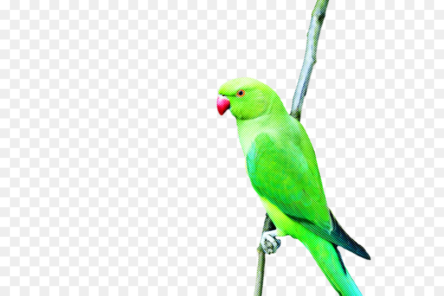 Papağan，Muhabbetkuşu PNG