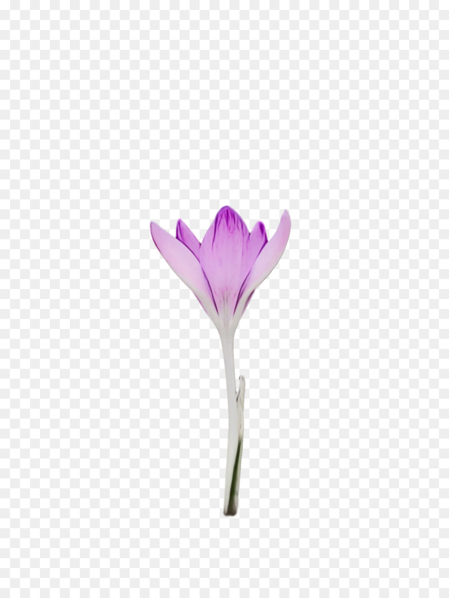 çiçek，Bitki Kök PNG