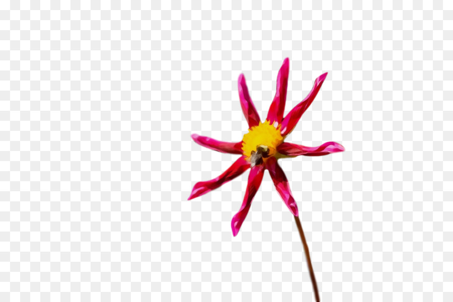 Bitki Kök，çiçek PNG