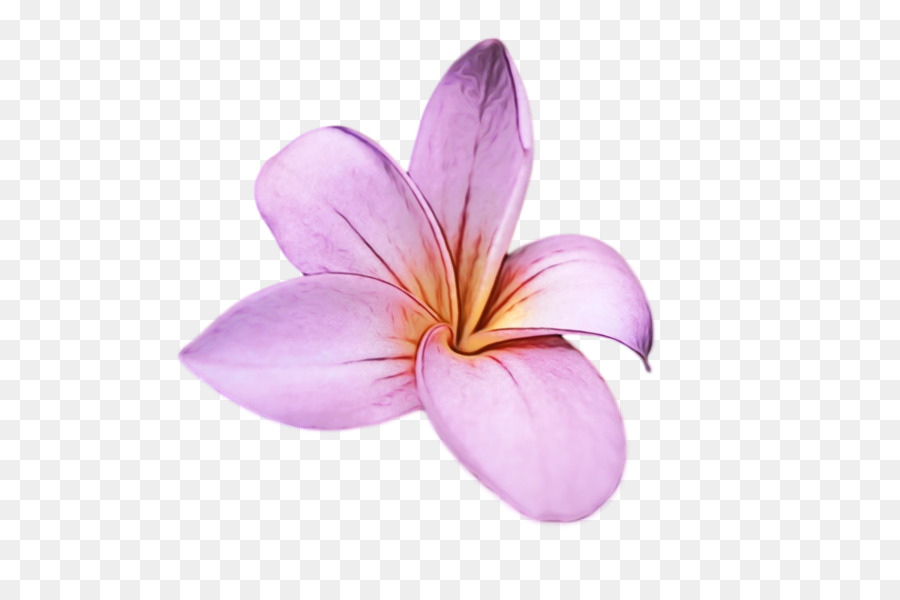 çiçek，Lila M PNG