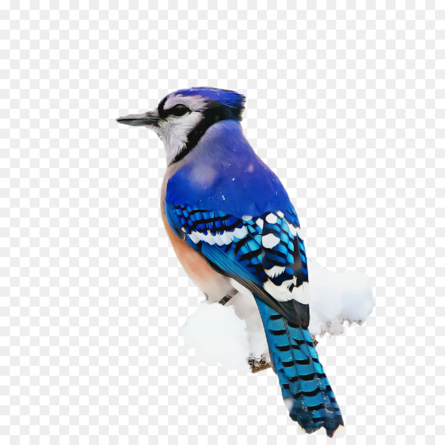 Mavi Jay，Şarkı Kuşları PNG