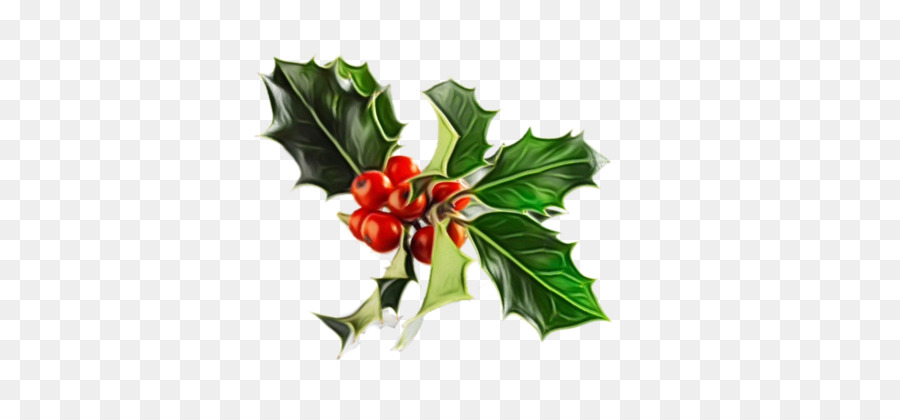 Holly，Aquifoliales PNG