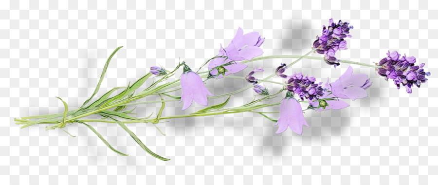 Bitki Kök，Kesme çiçekler PNG