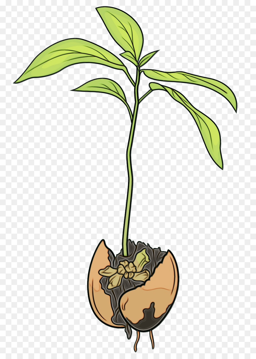 Avokado，Bitki PNG