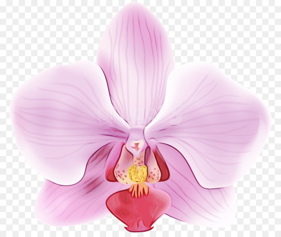 Güvitler，çiçek PNG
