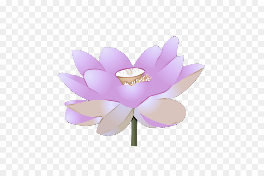 Pembe Lotus，Lotus PNG