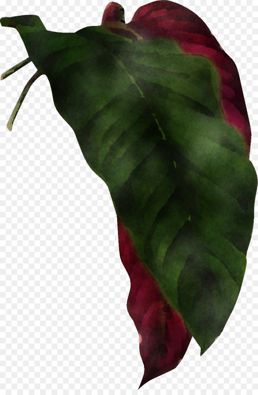 Yaprak，Bitki Yapısı PNG