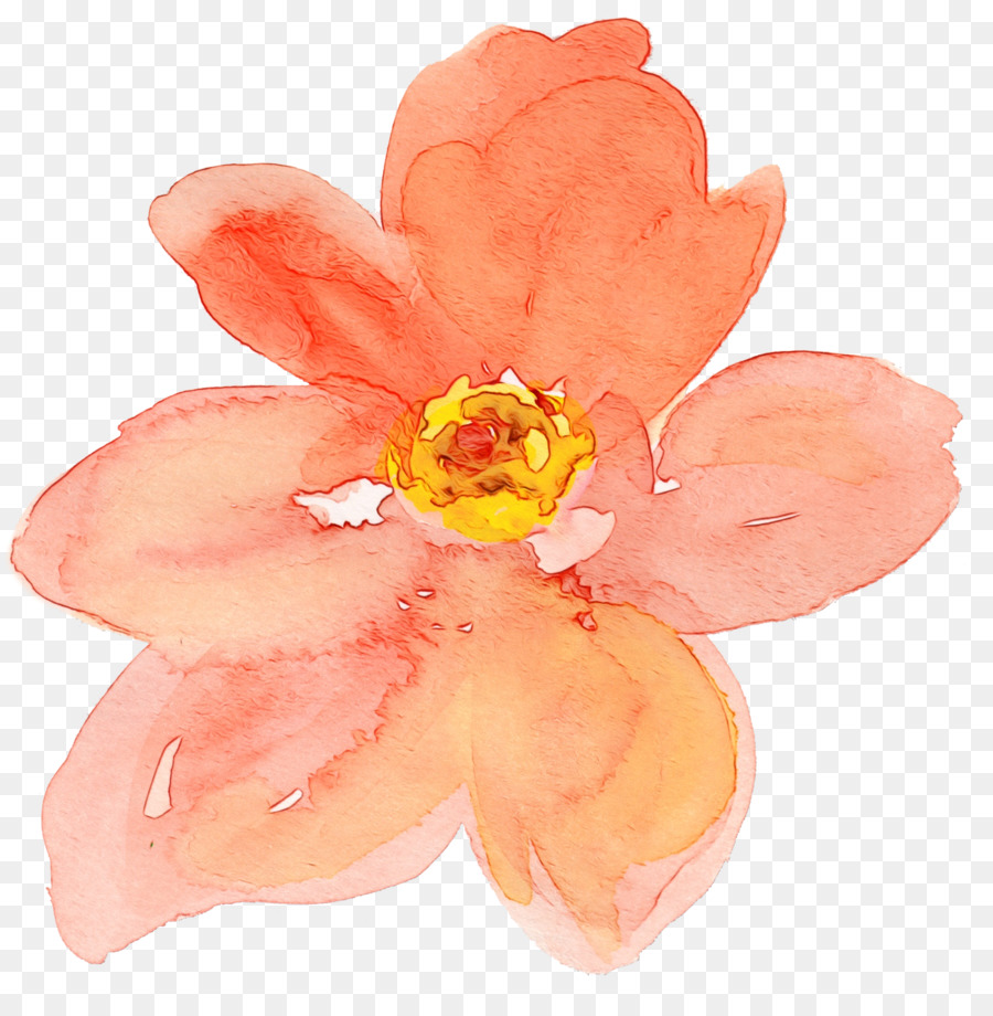 çiçek，Gül Ailesi PNG