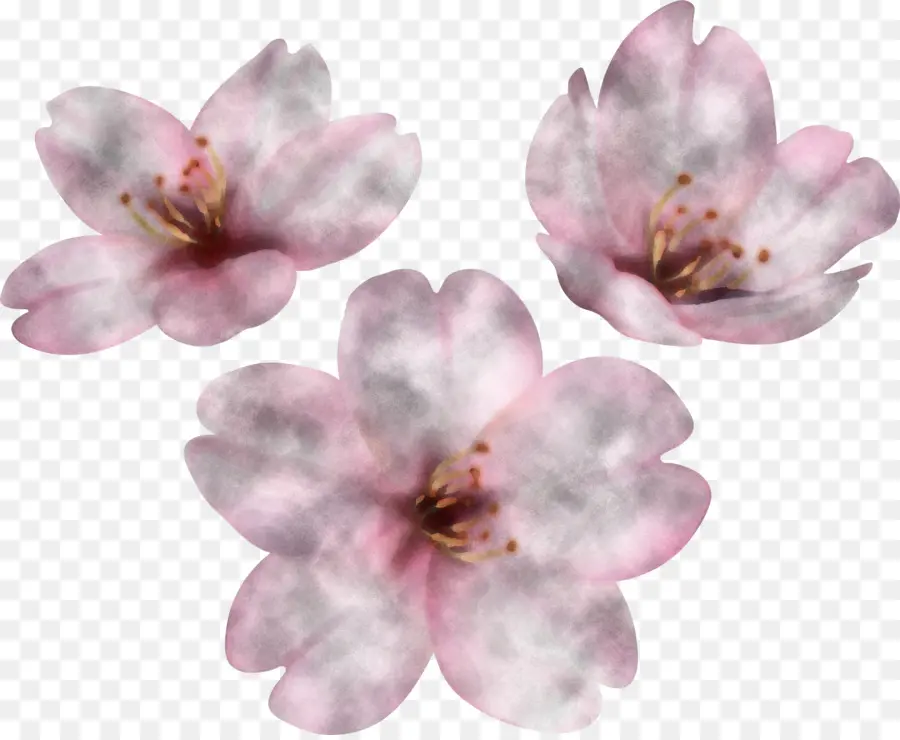 Yaprağı，Kiraz çiçeği PNG
