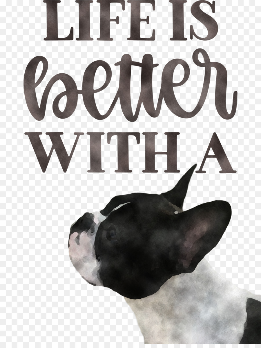 Boston Terrier，Muhbir PNG