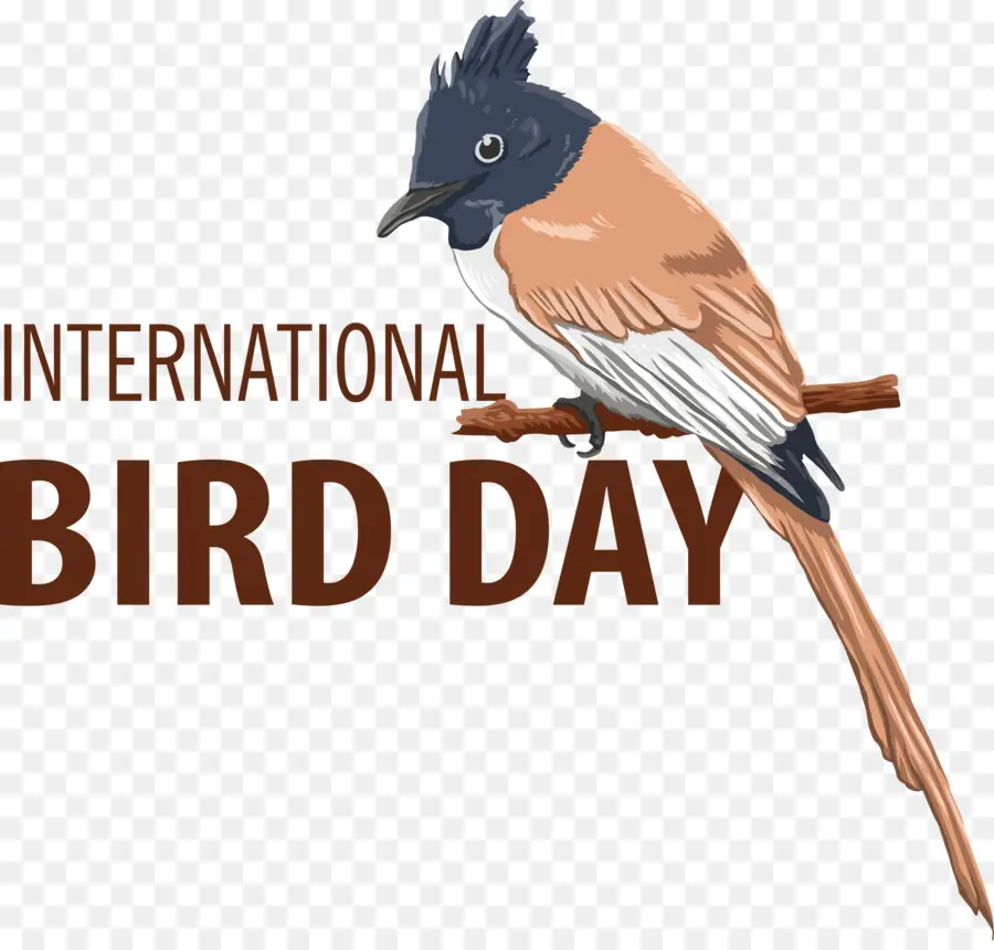 Kuş Gün，Uluslararası Kuş Günü PNG