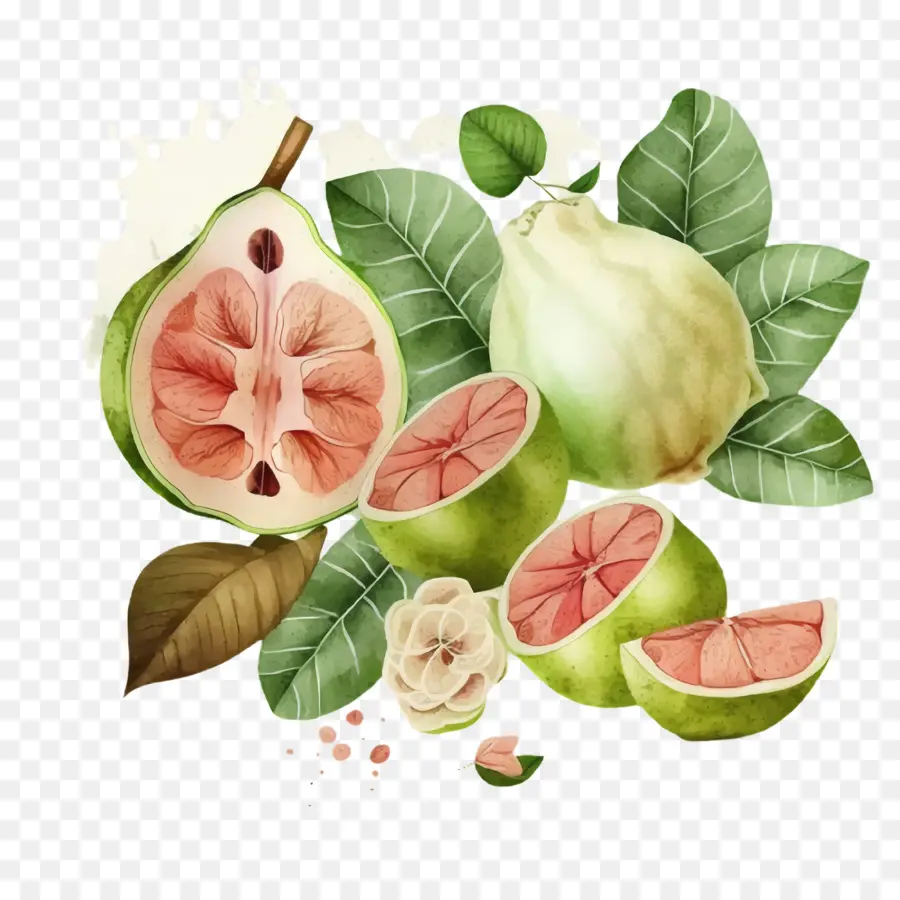 Suluboya Guavası，Guava PNG