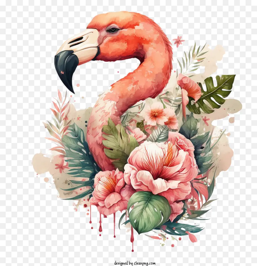 Flamingo，Pembe PNG