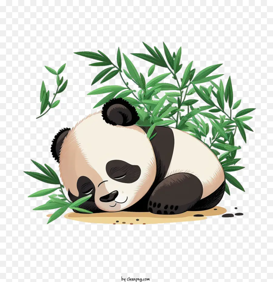 Sevimli Panda，Panda Uyuyor PNG