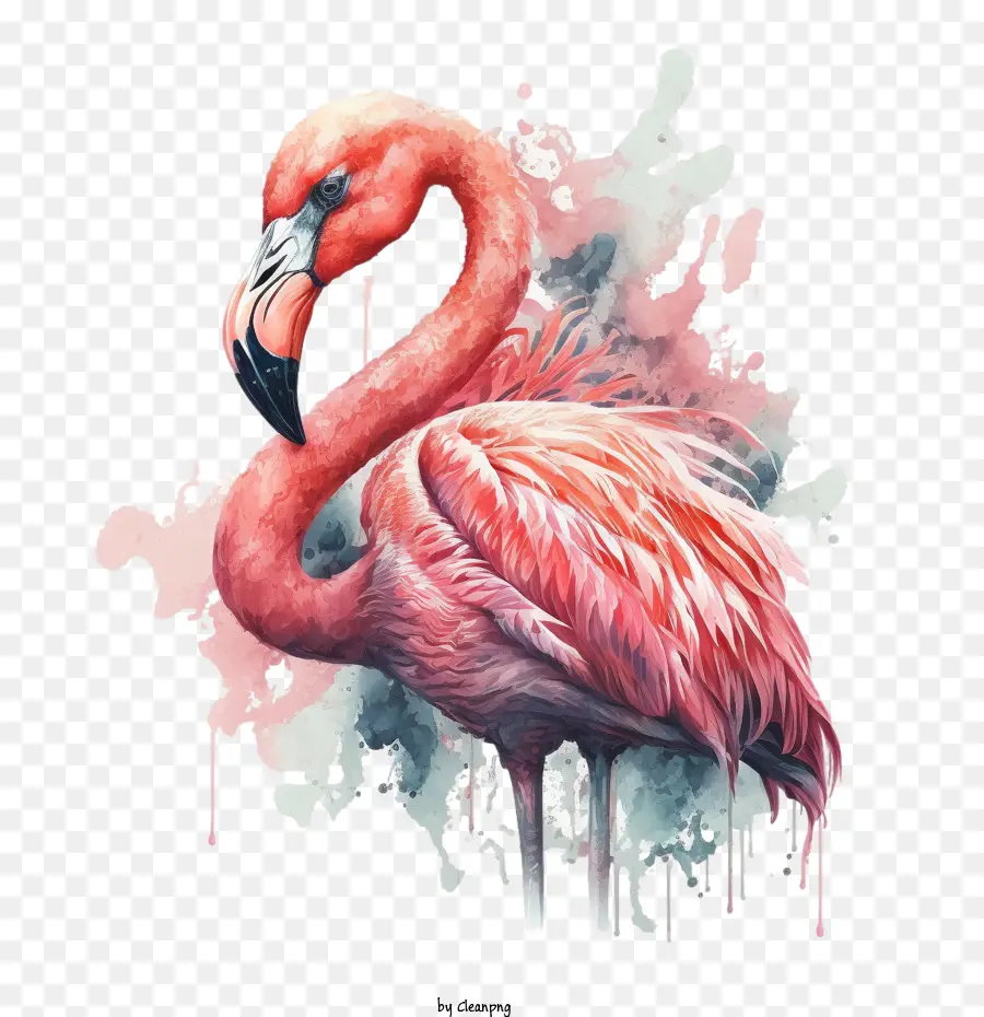 Pembe Flamingo，Flamingo PNG