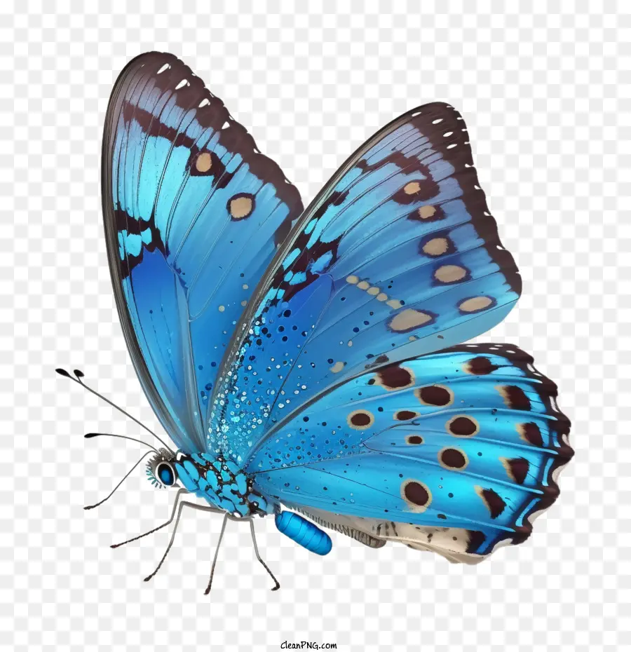 Mavi Kelebek，Kelebek PNG