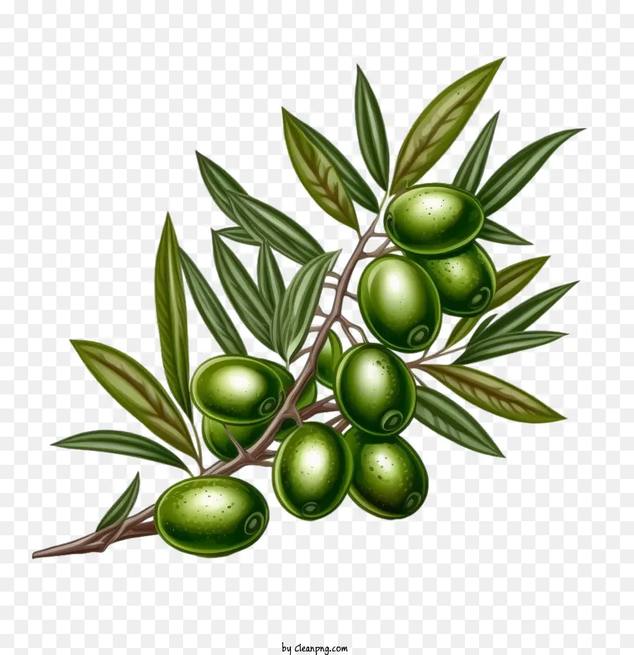 Yeşil Zeytin，Zeytin PNG