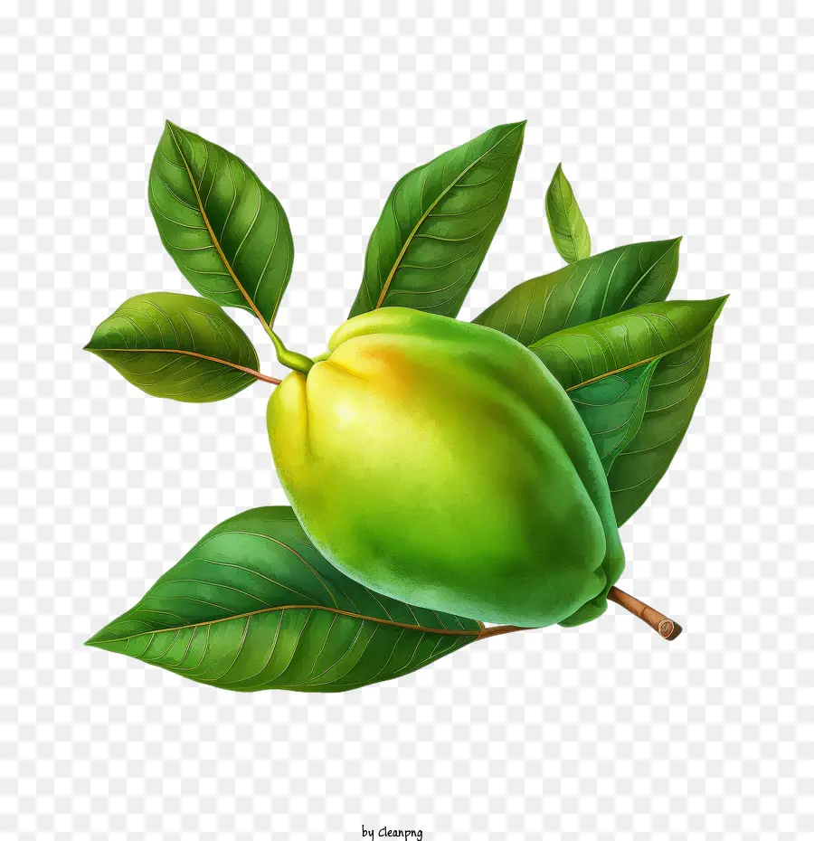 Mango，Yeşil Mango PNG