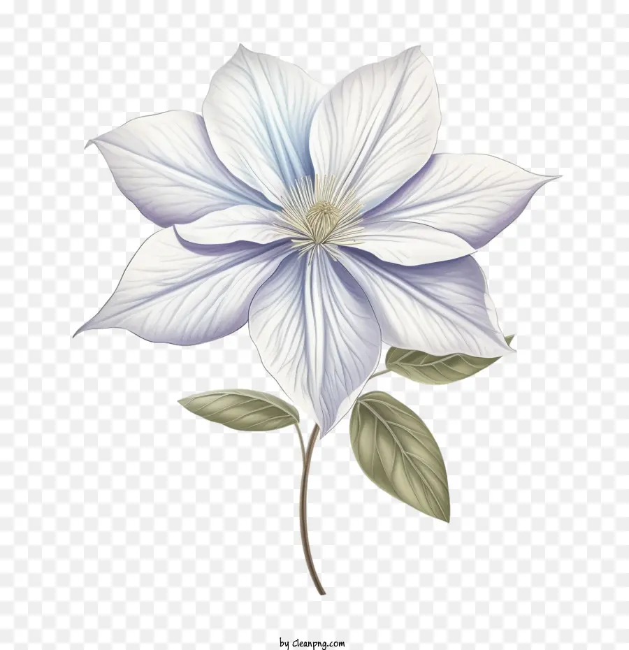 Clematis Çiçeği，Yabanasması PNG