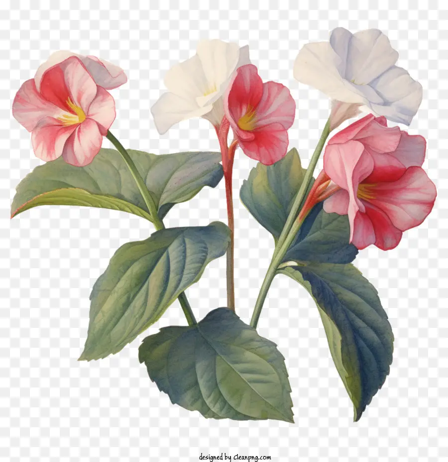 Impatiens Çiçeği，Suluboya Impatiens Çiçeği PNG