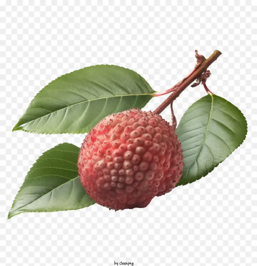 Lychee，Liçi Meyvesi PNG