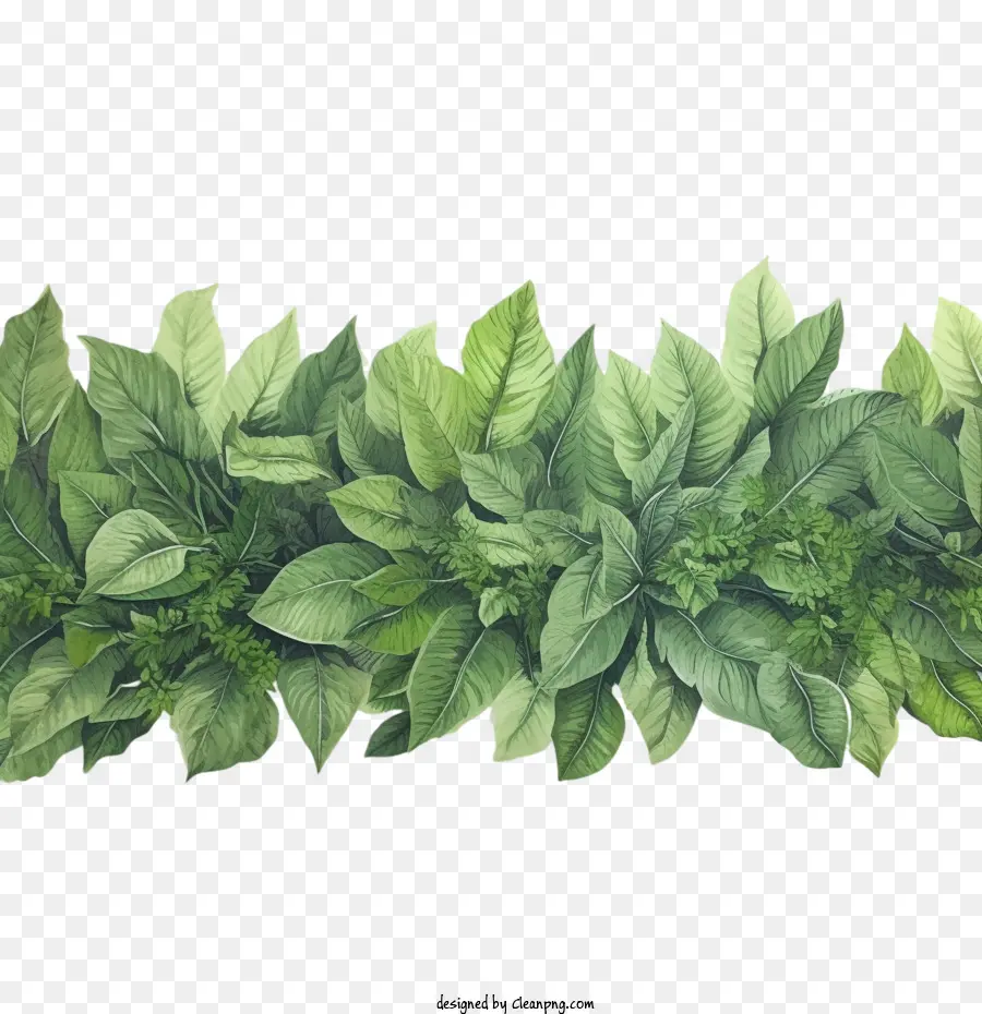Yaprak Kenarlık，Yeşil Yaprakları PNG