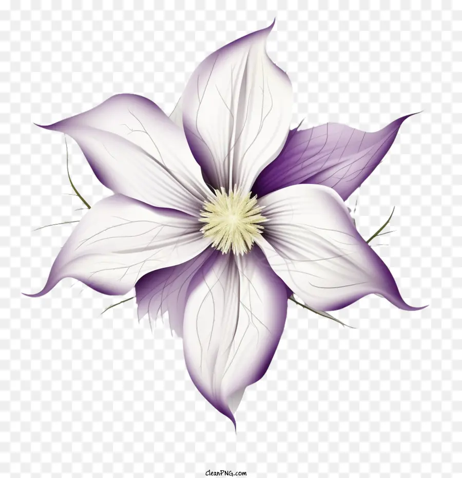 Clematis Çiçeği，Mor PNG