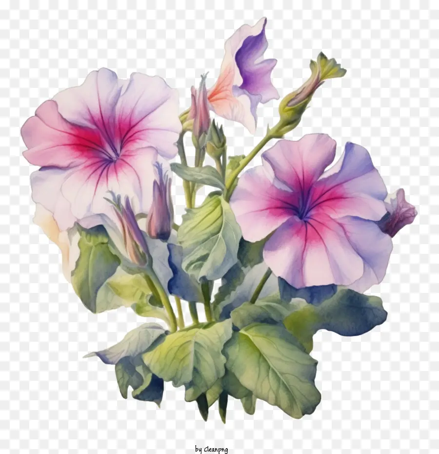 Petunya çiçeği，Pembe çiçekler PNG