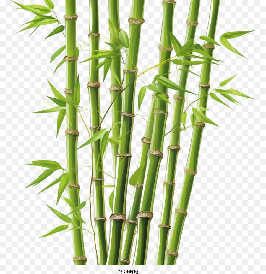 Bambu，Yeşil Bambu PNG