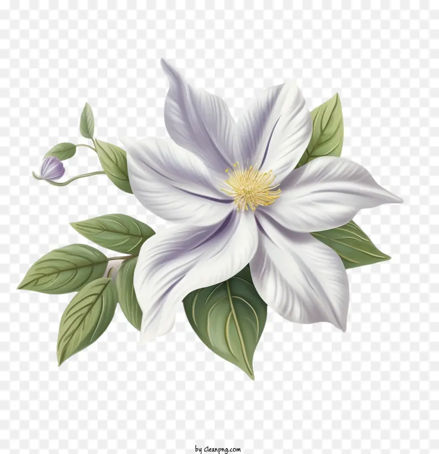 Clematis Çiçeği，çiçek PNG