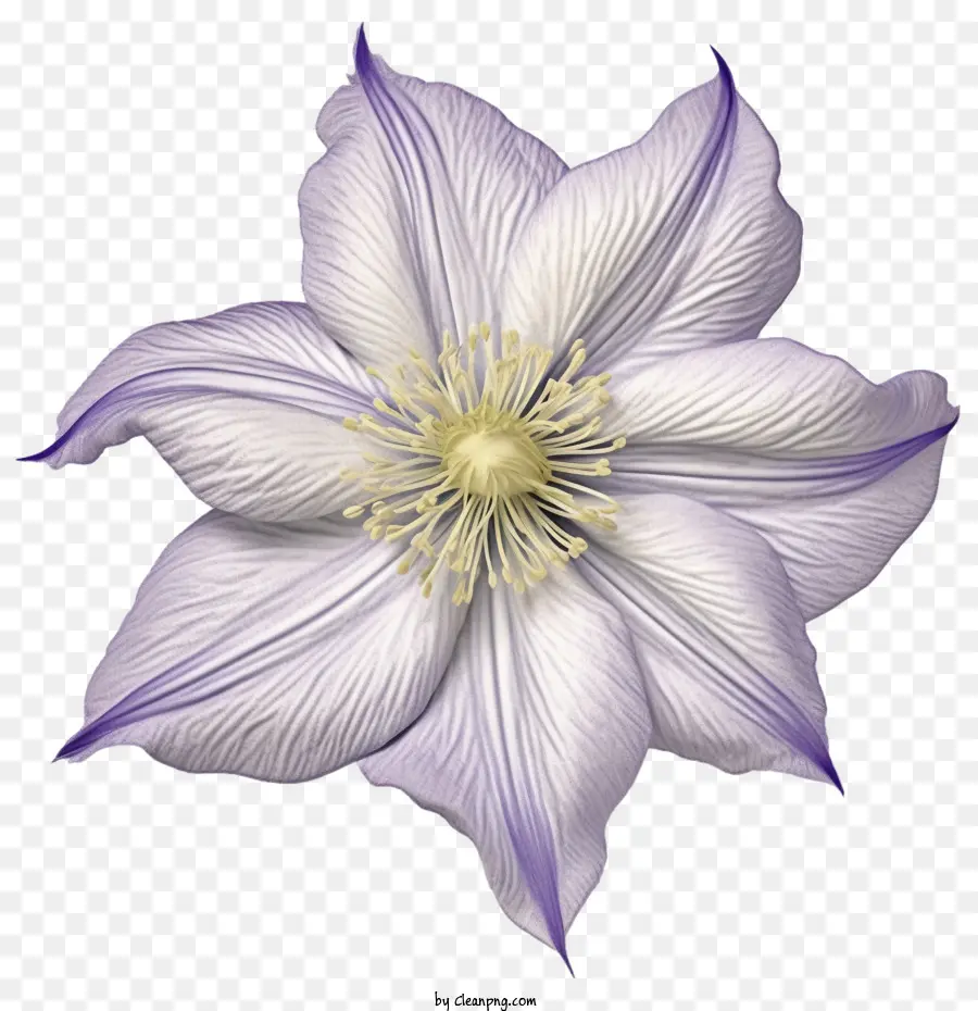 Akasma çiçeği，Mor PNG