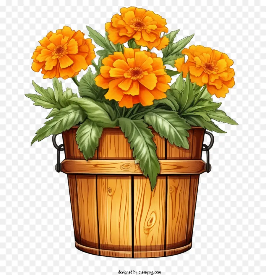 Marigold çiçek，çiçek PNG