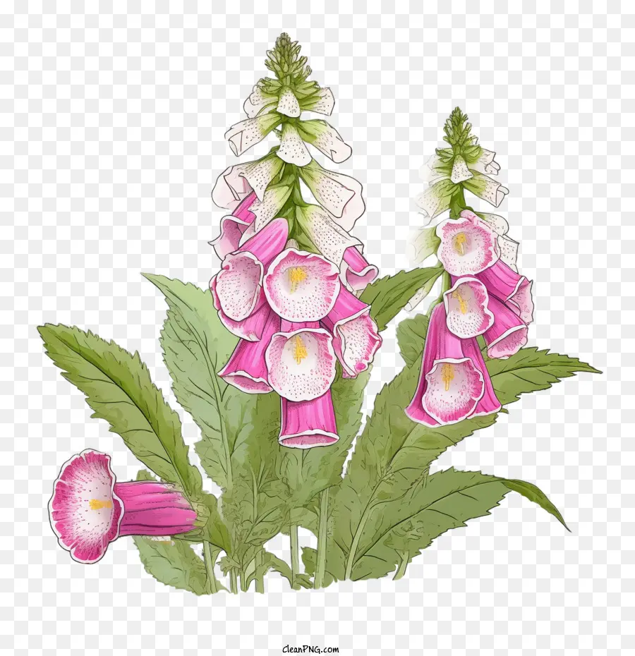 Foxglove Çiçeği，Pembe PNG