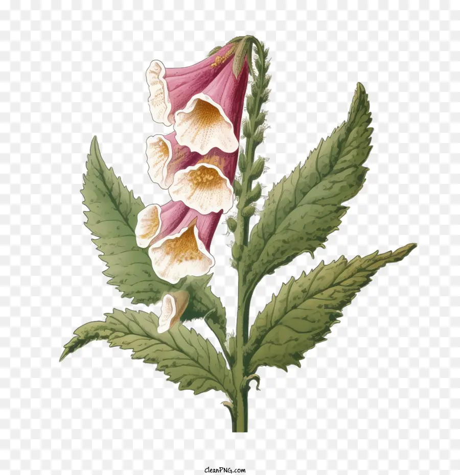 Foxglove Çiçeği，çiçek PNG