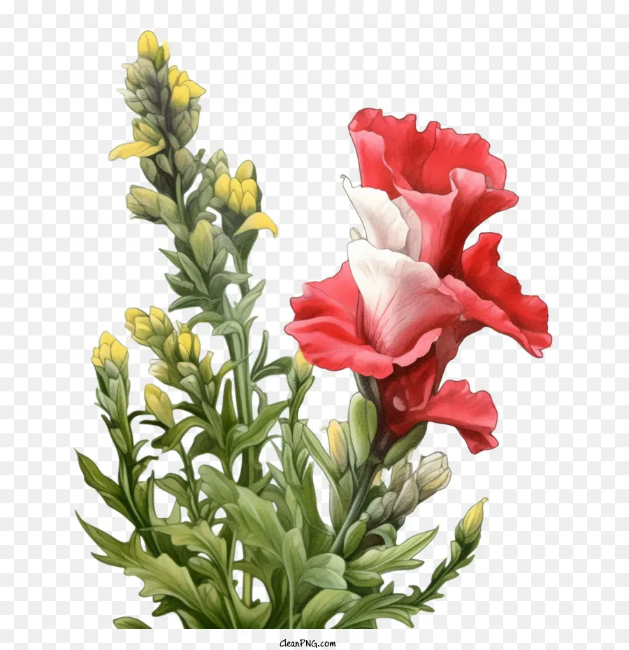 Aslanağzı çiçeği，Kırmızı Ve Beyaz Çiçekler PNG
