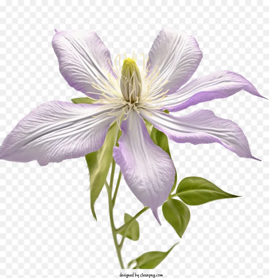 Clematis Çiçeği，çiçek PNG