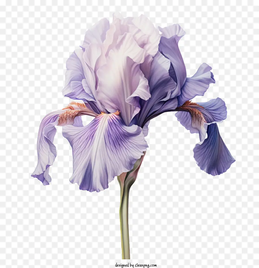 ıris çiçek，Mor PNG