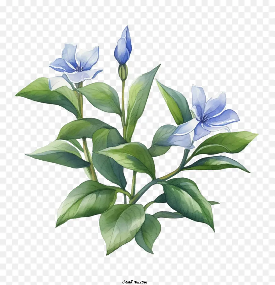 Vinca çiçek，Mavi PNG