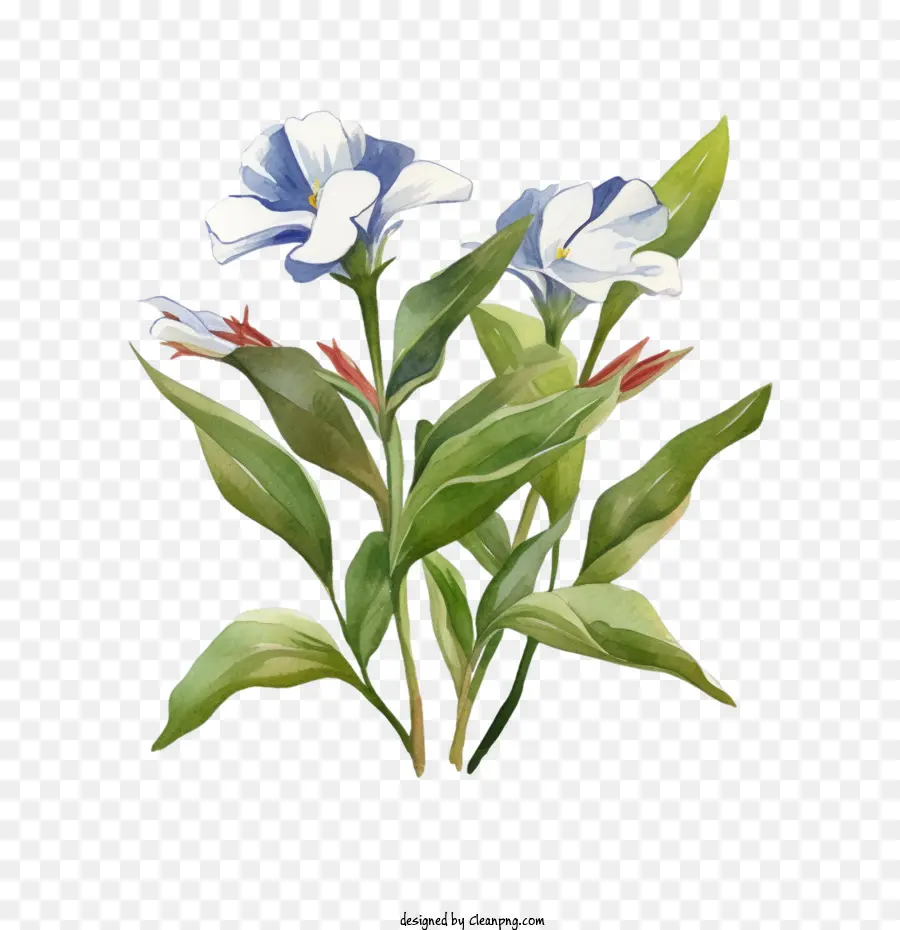 Vinca çiçek，Suluboya PNG