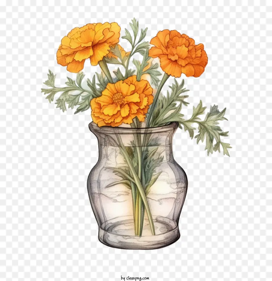 Marigold çiçek，Turuncu PNG