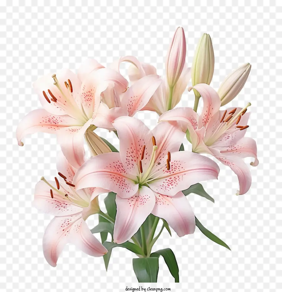 Lily çiçek，Buket PNG
