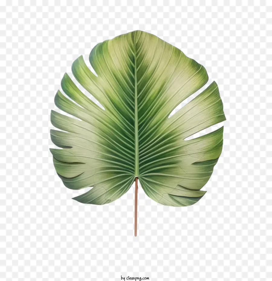 Palmiye Yaprağı，Kireç Yeşil PNG